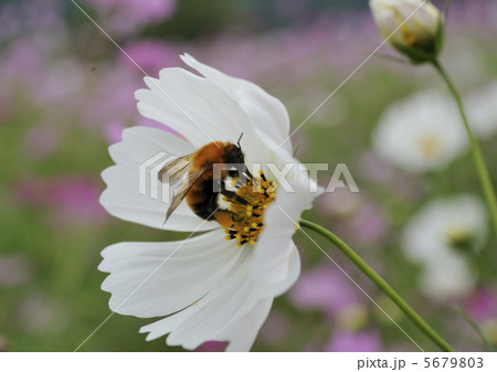 蜂とコスモス 5679803
