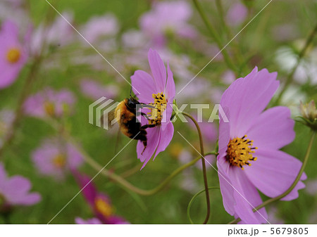 上場高原のコスモス 5679805