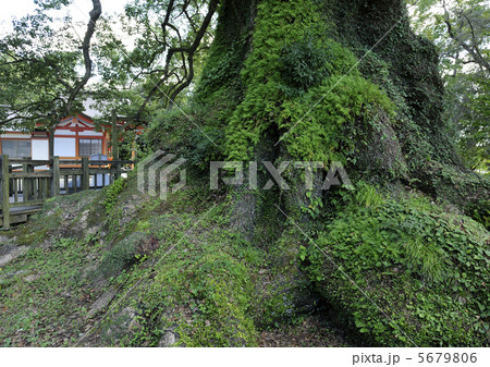 蒲生の大楠 5679806