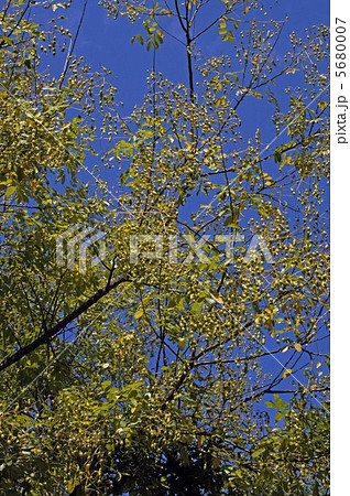 槐の豆の実 槐の豆の実 5680007