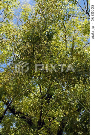 槐の豆の実 槐の豆の実 5680008