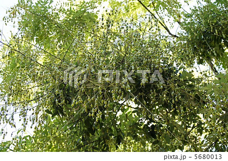 槐の豆の実 5680013