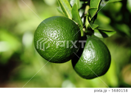 未熟なポンカンの実 5680158