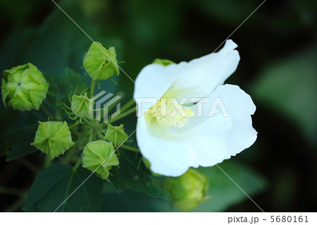 白い芙蓉 5680161