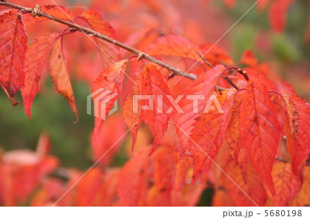 紅葉 紅葉 5680198