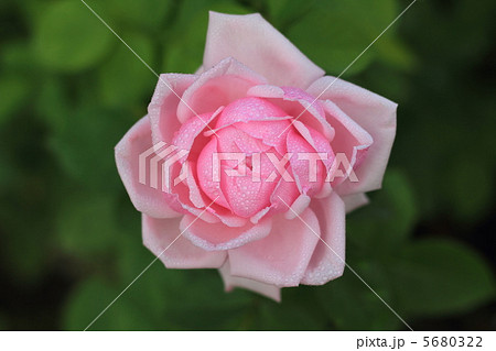 バラのバラのラ・フランス雫 バラのバラのラ・フランス雫 5680322