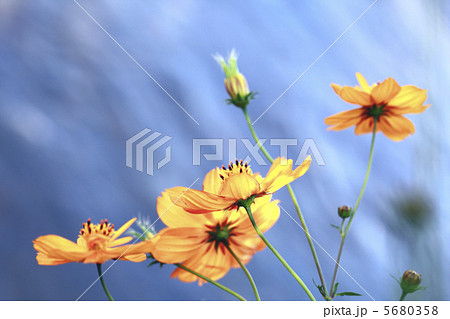 コスモス 5680358