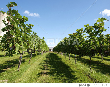 秋の葡萄畑 5680403