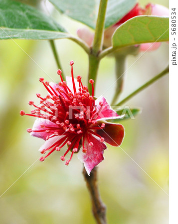 フェイジョア 5680534