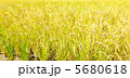 稲畑 5680618