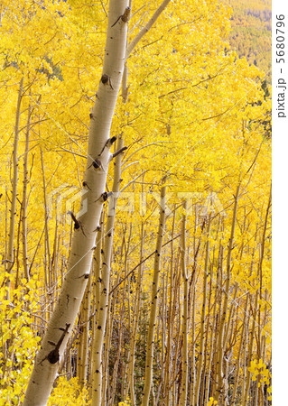 アスペンの森 5680796