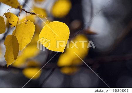 アスペンの紅葉 5680801