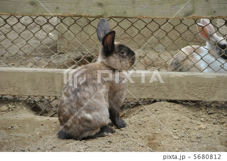 鼻黒うさぎ 鼻黒うさぎ 5680812