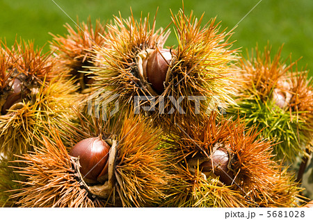 山栗(柴栗) 5681028