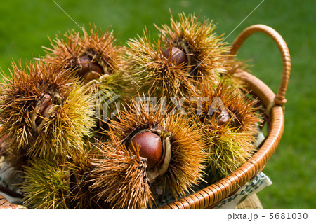 山栗(柴栗) 5681030