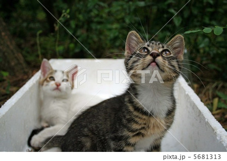 仔猫、拾ってください 仔猫、拾ってください 5681313