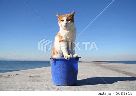 バケツ猫in防波堤 5681319