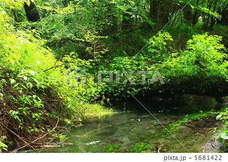 九重　男池の森 5681422