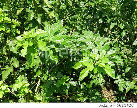 秋の桑畑 秋の桑畑 5681426