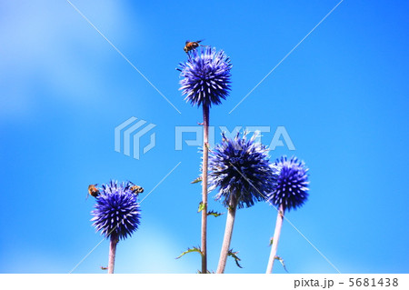 タデ湿原　ヒゴタイ 5681438