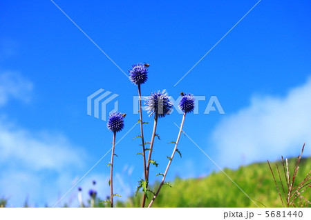 タデ湿原　ヒゴタイ 5681440