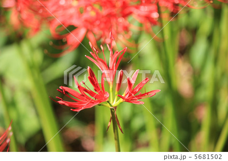 彼岸花 5681502