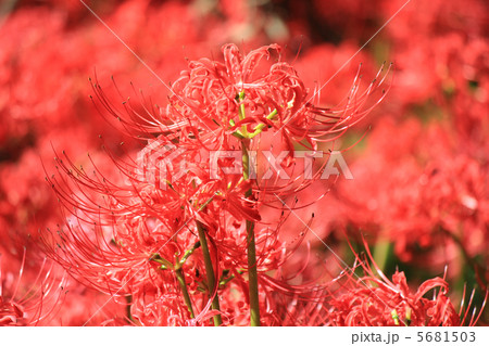 彼岸花 5681503