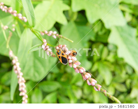 ジュウジナガカメムシとイヌタデ ジュウジナガカメムシとイヌタデ 5681580
