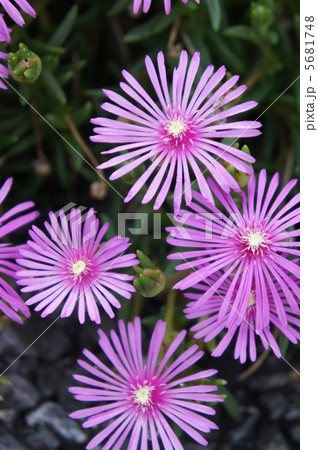 リビングストンデージー リビングストンデージー 5681748