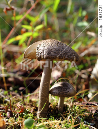 ヘビキノコモドキ 5681784