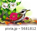 つぐみ 5681812