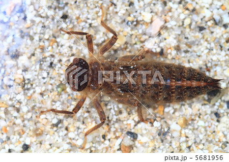 オニヤンマのヤゴ オニヤンマのヤゴ 5681956