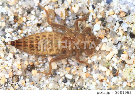 ヤマサナエのヤゴ ヤマサナエのヤゴ 5681962