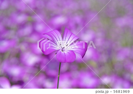 ムギナデシコ 5681969