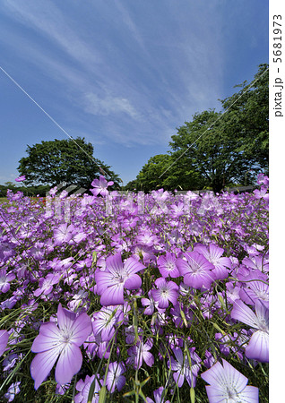 ムギナデシコの花畑 ムギナデシコの花畑 5681973