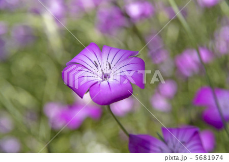 ムギナデシコ 5681974