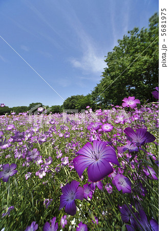 ムギナデシコの花畑 5681975