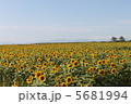 ひまわりと青空 5681994
