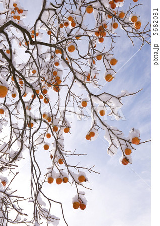 雪を冠った柿　 5682031