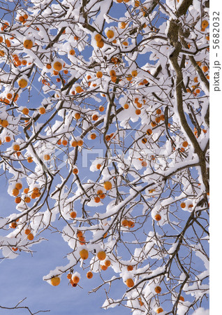 雪を冠った柿　 5682032