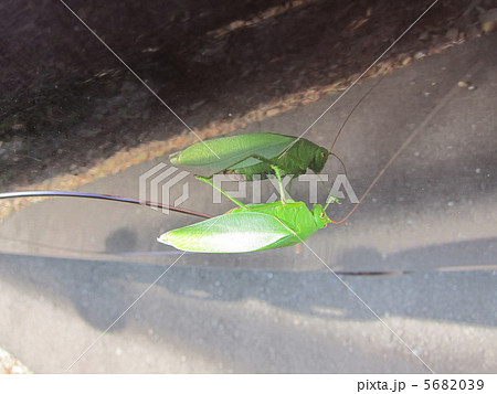 くつわむし 5682039