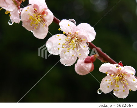 雨に濡れる梅の花 5682067