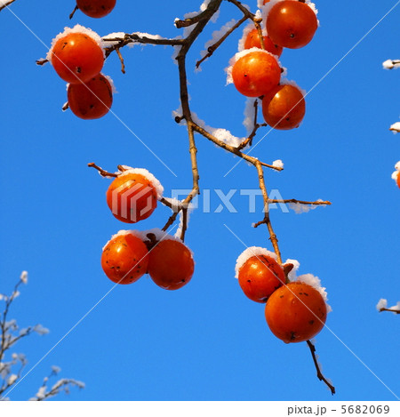 熟れた柿 5682069