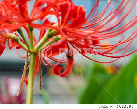 赤い花と赤い虫の写真素材