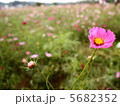 秋桜 5682352