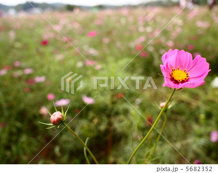 秋桜 秋桜 5682352