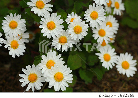 リュウノウギク 5682569