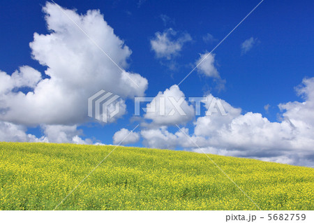 菜の花の咲く丘 菜の花の咲く丘 5682759