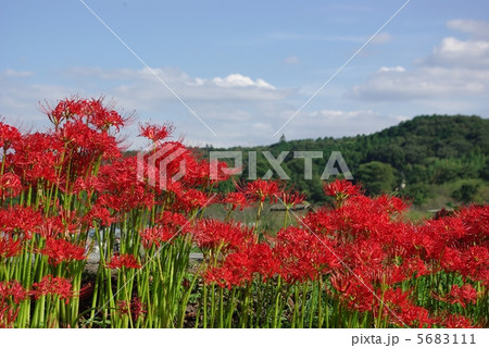 巾着田の曼珠沙華 5683111