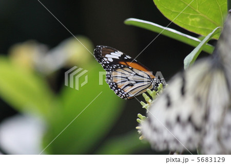 ゴマダラチョウ ゴマダラチョウ 5683129